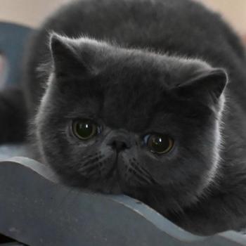 chat Exotic Shorthair blue BETTYBOOP Chatterie la cavalière TyKaz