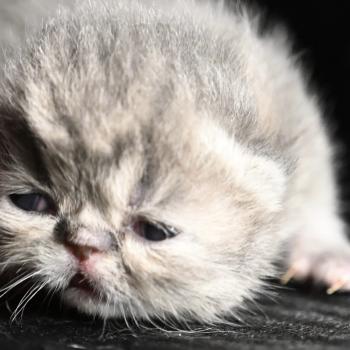 chaton Exotic Shorthair blue tabby Chatterie la cavalière TyKaz