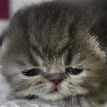 chaton Exotic Shorthair blue tabby BLUE 3 Chatterie la cavalière TyKaz