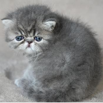 chaton Exotic Shorthair blue tabby BLUE 3 Chatterie la cavalière TyKaz