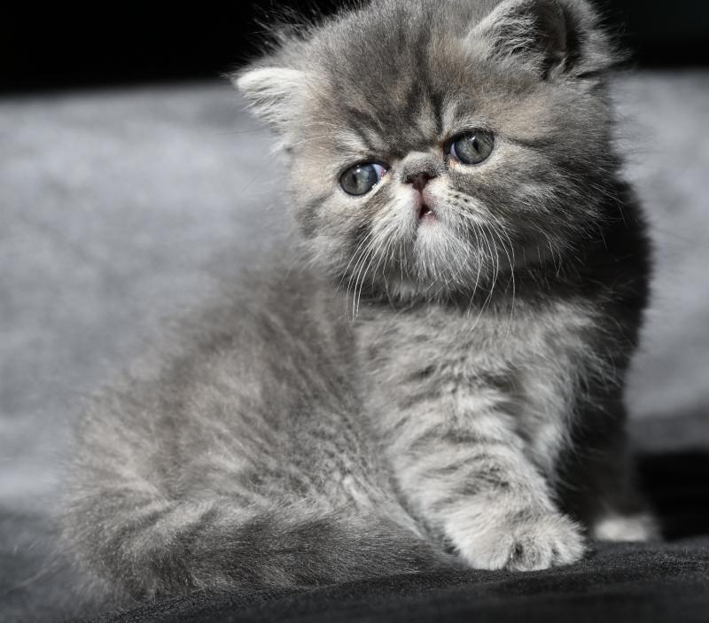 BLUE la cavalière Tykaz Femelle Exotic Shorthair