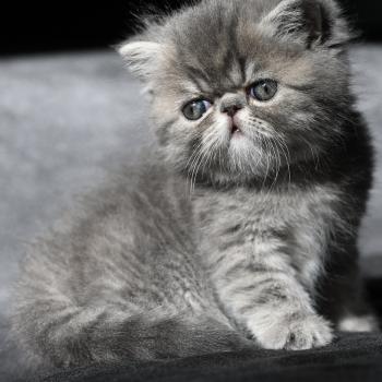 chaton Exotic Shorthair blue tabby BLUE 3 Chatterie la cavalière TyKaz