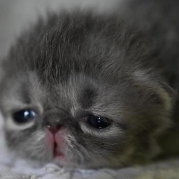 chaton Persan blue tabby Chatterie la cavalière TyKaz