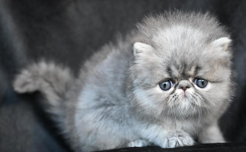 BISCOTTE la cavalière Tykaz Femelle Persan