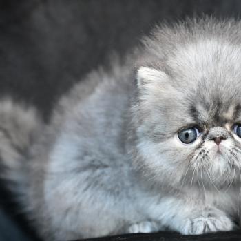 chaton Persan blue tabby Chatterie la cavalière TyKaz