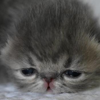 chaton Persan blue tabby Chatterie la cavalière TyKaz