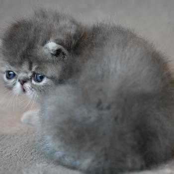 chaton Persan blue tabby Chatterie la cavalière TyKaz