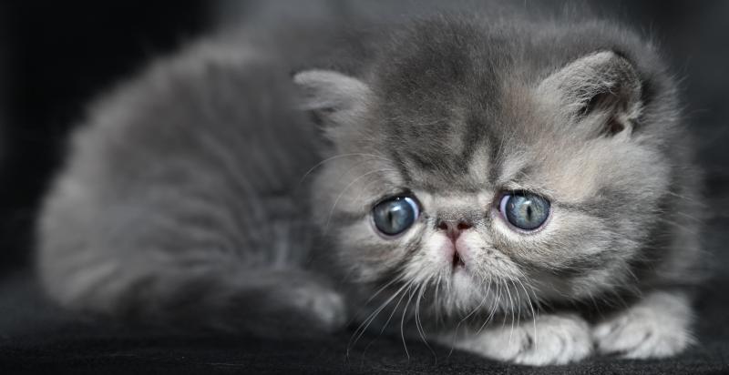 BOGOSS la cavalière Tykaz Mâle Exotic Shorthair