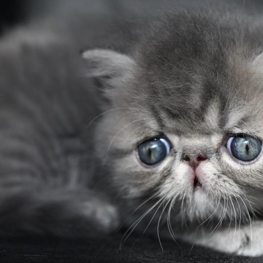 BOGOSS la cavalière Tykaz Mâle Exotic Shorthair