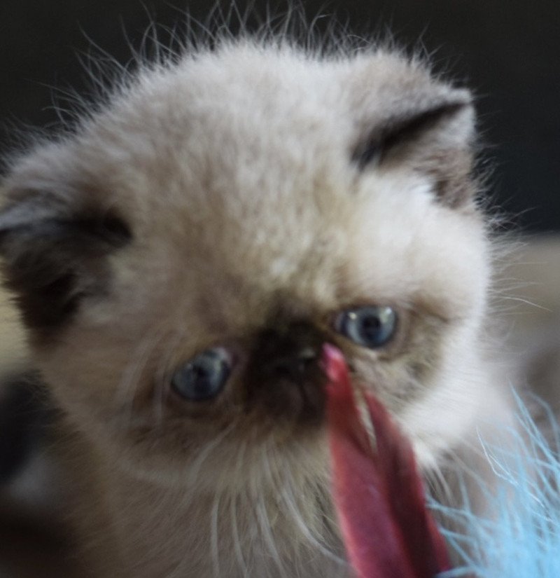 ARISTIDE la cavalière Tykaz Mâle Exotic Shorthair ARISTIDE la cavalière Tykaz Mâle Exotic Shorthair