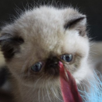 chaton Exotic Shorthair seal point ARISTIDE Chatterie la cavalière TyKaz chaton Exotic Shorthair seal point ARISTIDE Chatterie la cavalière TyKaz