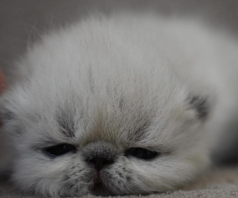 BRIDGET la cavalière Tykaz Femelle Exotic Shorthair