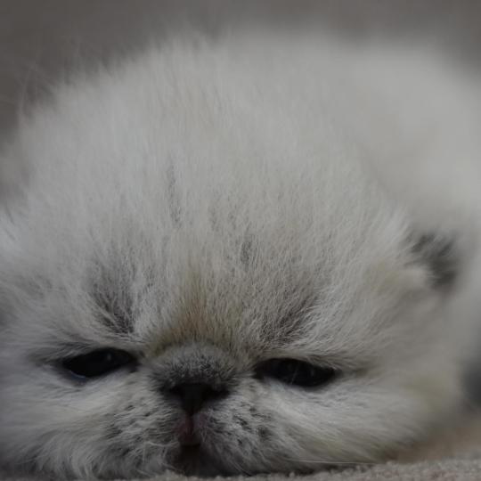BRIDGET la cavalière Tykaz Femelle Exotic Shorthair