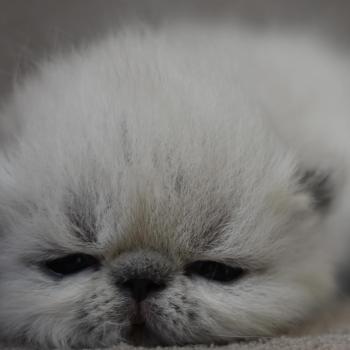 chaton Exotic Shorthair chocolate point BUERBERY Chatterie la cavalière TyKaz