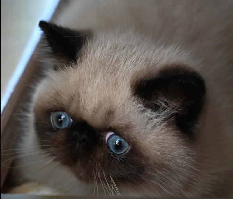 BRIDGET la cavalière Tykaz Femelle Exotic Shorthair
