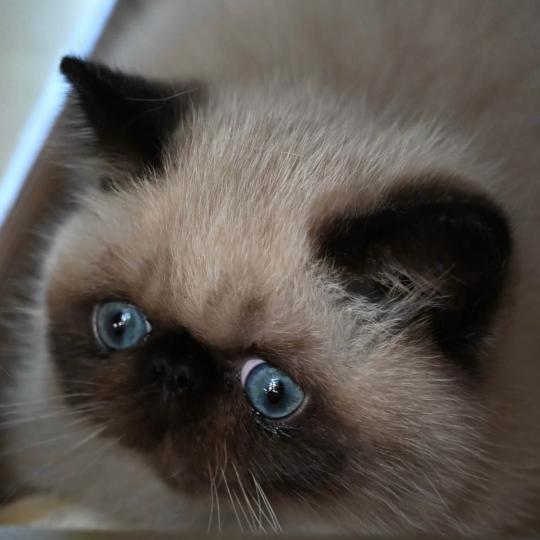BRIDGET la cavalière Tykaz Femelle Exotic Shorthair