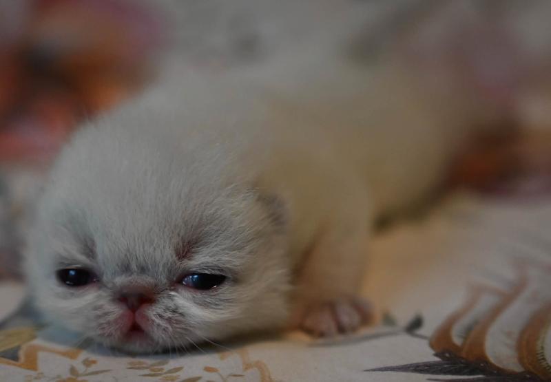 BÉA la cavalière Tykaz Femelle Exotic Shorthair
