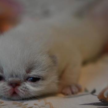 chaton Exotic Shorthair blue tabby point BÉA Chatterie la cavalière TyKaz