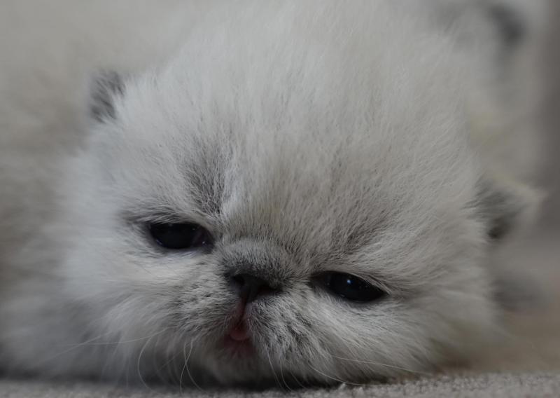 BYANCA la cavalière Tykaz Femelle Exotic Shorthair