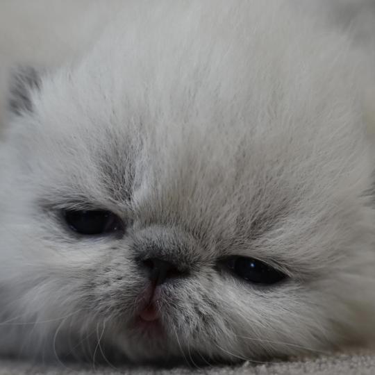 BYANCA la cavalière Tykaz Femelle Exotic Shorthair