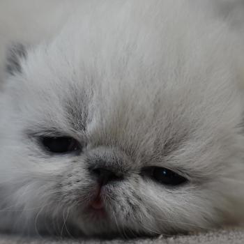 chaton Exotic Shorthair chocolate point BROWNIE Chatterie la cavalière TyKaz