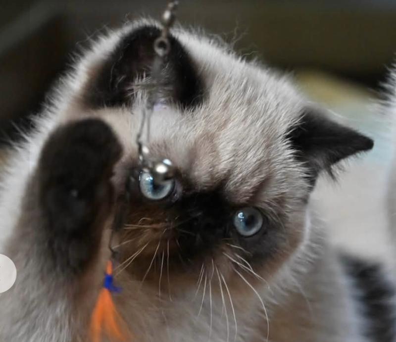 BYANCA la cavalière Tykaz Femelle Exotic Shorthair