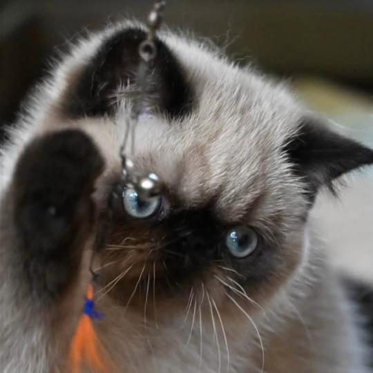 BYANCA la cavalière Tykaz Femelle Exotic Shorthair