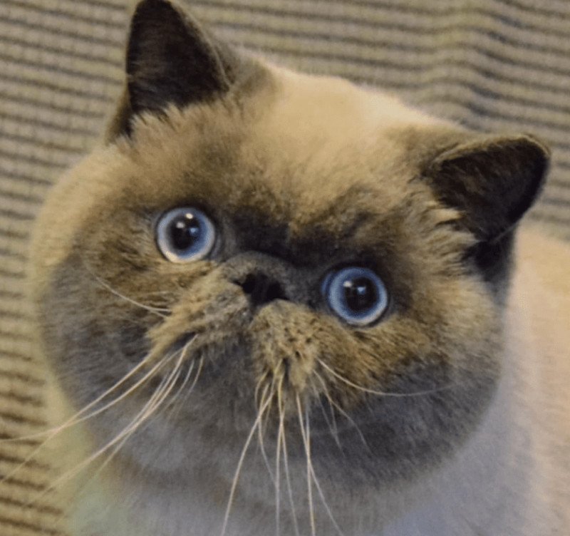 U'RAFFAELLO la cavalière Tykaz Mâle Exotic Shorthair