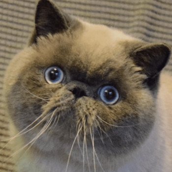 chat Exotic Shorthair U'RAFFAELLO Chatterie la cavalière TyKaz