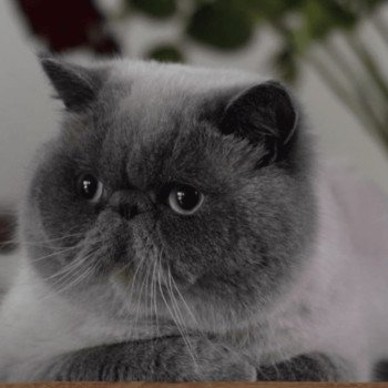 chat Exotic Shorthair blue point U'RAFFAELLO Chatterie la cavalière TyKaz chat Exotic Shorthair blue point U'RAFFAELLO Chatterie la cavalière TyKaz
