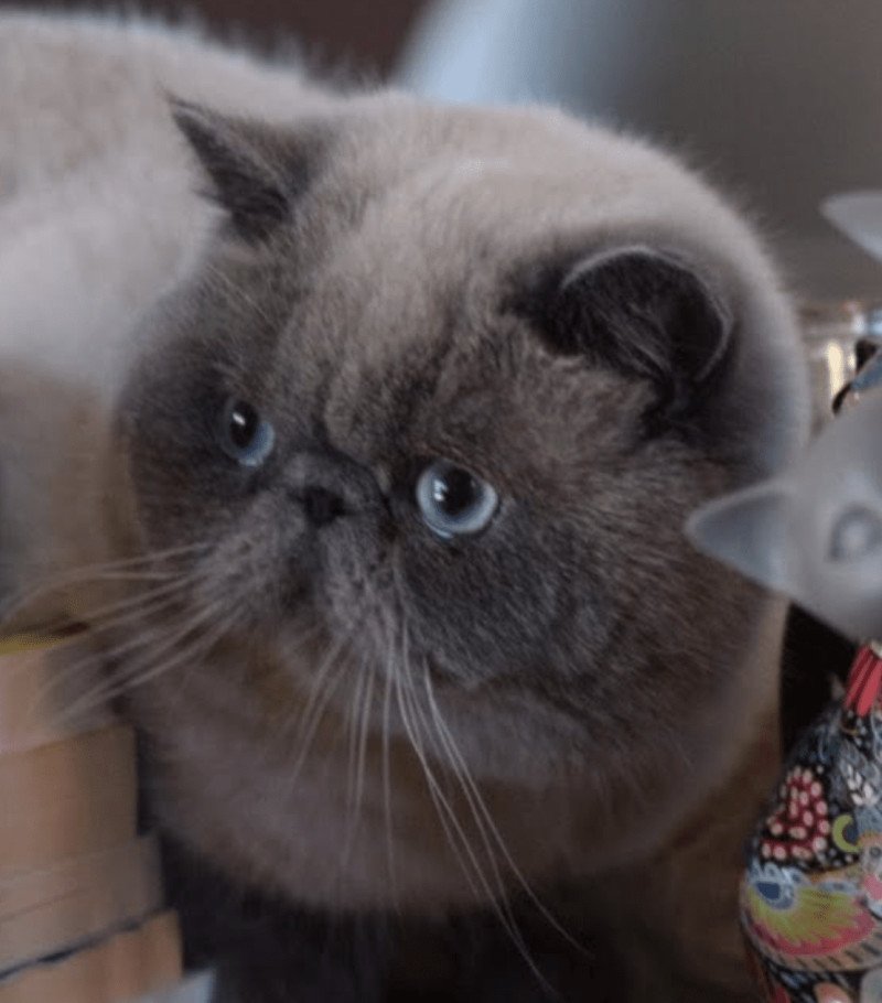 U'RAFFAELLO la cavalière Tykaz Mâle Exotic Shorthair U'RAFFAELLO la cavalière Tykaz Mâle Exotic Shorthair