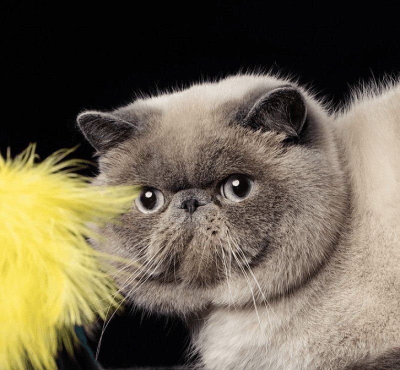 U'RAFFAELLO la cavalière Tykaz Mâle Exotic Shorthair