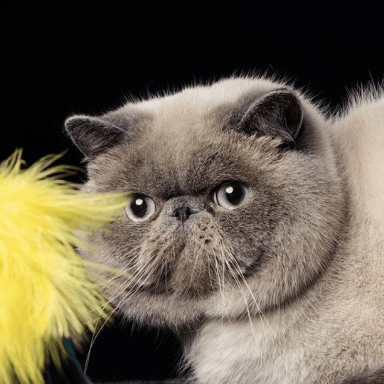 U'RAFFAELLO la cavalière Tykaz Mâle Exotic Shorthair