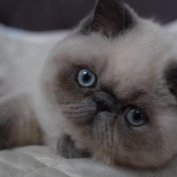 chat Exotic Shorthair U'RAFFAELLO Chatterie la cavalière TyKaz