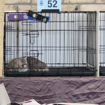 chat Exotic Shorthair VAHINÉ Chatterie la cavalière TyKaz
