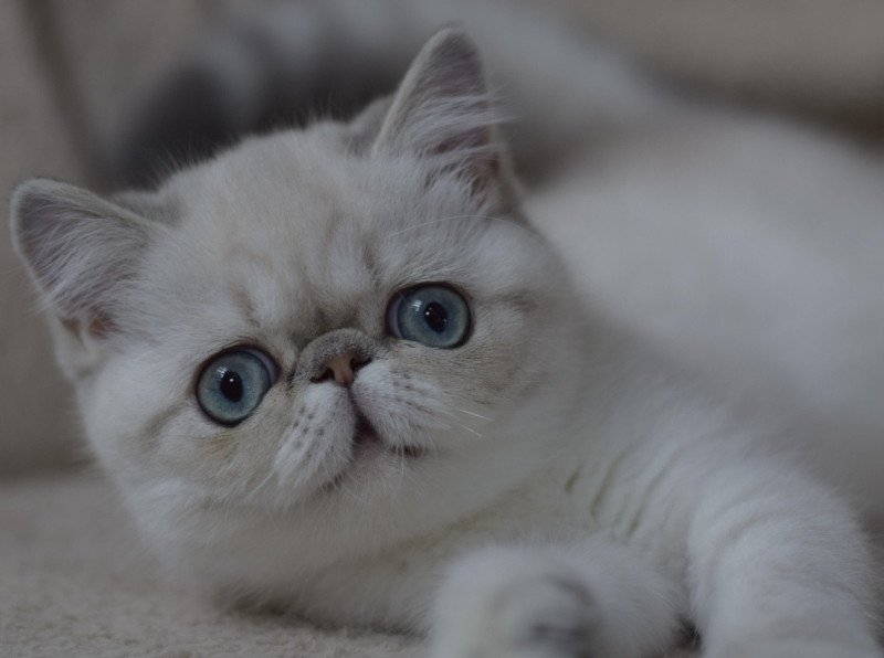 VAHINÉ la cavalière Tykaz Femelle Exotic Shorthair