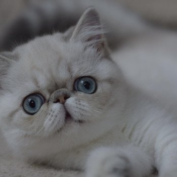 chat Exotic Shorthair VAHINÉ Chatterie la cavalière TyKaz