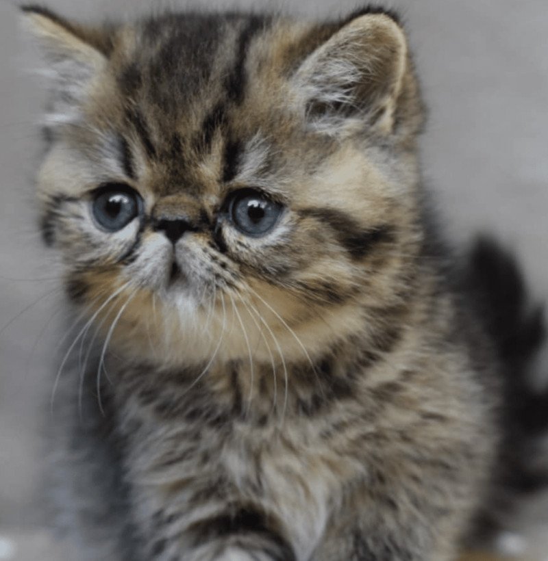 XYLO la cavalière Tykaz Mâle Exotic Shorthair XYLO la cavalière Tykaz Mâle Exotic Shorthair