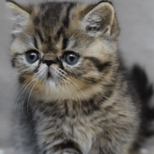XYLO la cavalière Tykaz Mâle Exotic Shorthair