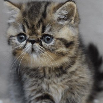 chaton Exotic Shorthair brown tabby XYLO Chatterie la cavalière TyKaz chaton Exotic Shorthair brown tabby XYLO Chatterie la cavalière TyKaz