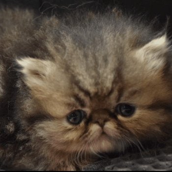 chaton Persan chocolate tabby ALHAMBRA Chatterie la cavalière TyKaz chaton Persan chocolate tabby ALHAMBRA Chatterie la cavalière TyKaz