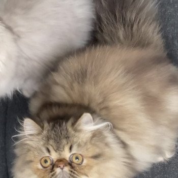 chaton Persan brown tabby ALHAMBRA Chatterie la cavalière TyKaz