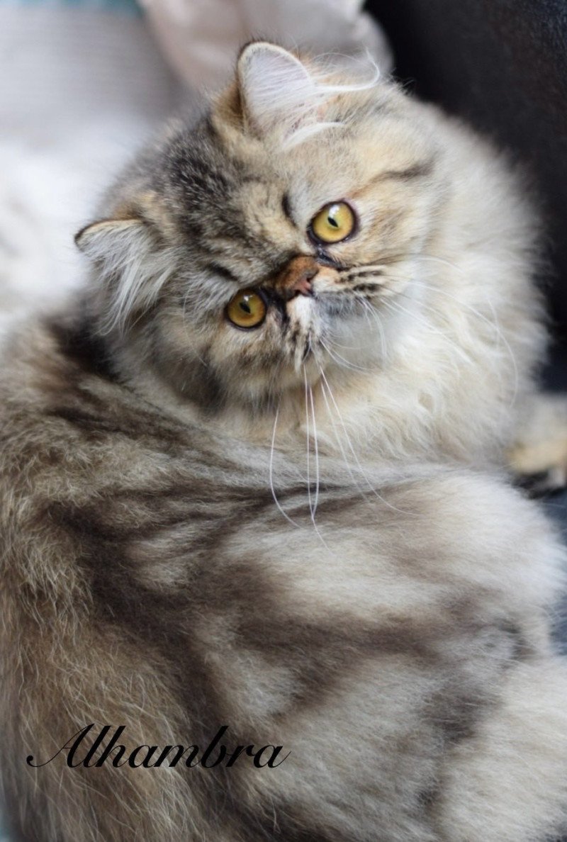 ALHAMBRA la cavalière Tykaz Femelle Persan