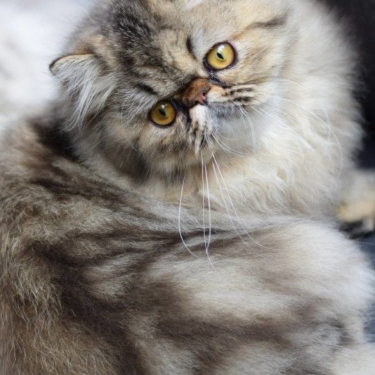 ALHAMBRA la cavalière Tykaz Femelle Persan