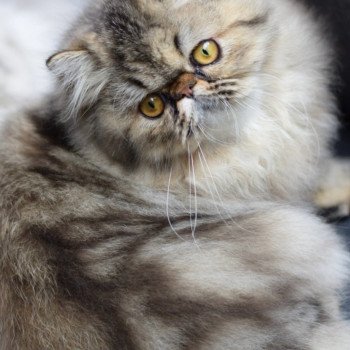 chat Persan brown tabby ALHAMBRA Chatterie la cavalière TyKaz