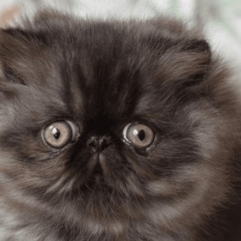 chat Persan ANGÈLE Chatterie la cavalière TyKaz