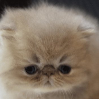 chaton Persan lilac tabby ARMAGNAC Chatterie la cavalière TyKaz chaton Persan lilac tabby ARMAGNAC Chatterie la cavalière TyKaz