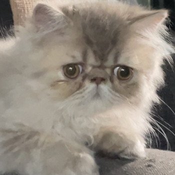 chaton Persan lilac tabby ARMAGNAC Chatterie la cavalière TyKaz