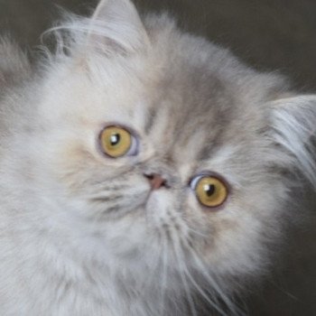 chaton Persan lilac tabby ARMAGNAC Chatterie la cavalière TyKaz