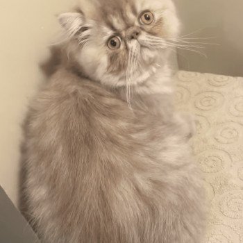 chat Persan lilac tabby ARMAGNAC Chatterie la cavalière TyKaz